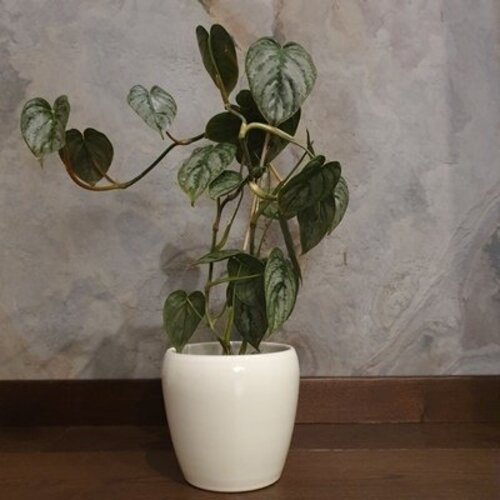 Philodendron brandtianum