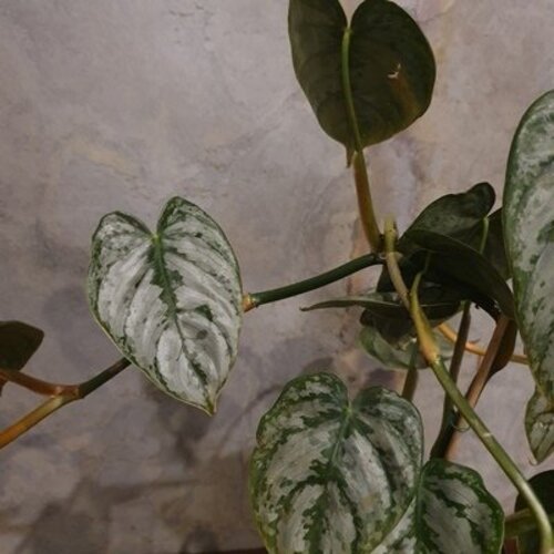 Philodendron brandtianum