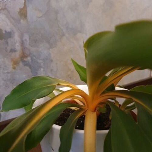 Chlorophytum orchidastrum