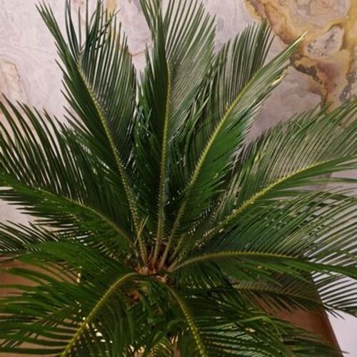 Cycas Revoluta 1