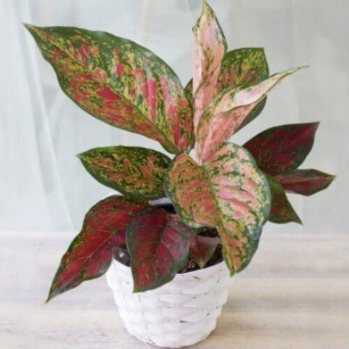 Aglaonema Bloody Mary