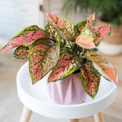 Aglaonema Chamaeleon Candy