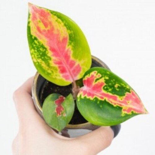 Aglaonema China Red