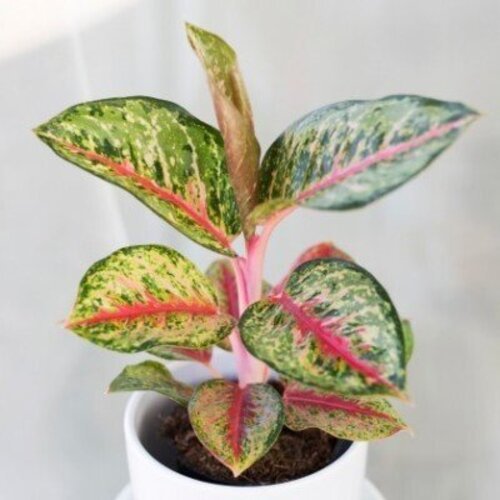 Aglaonema Mart sip karat