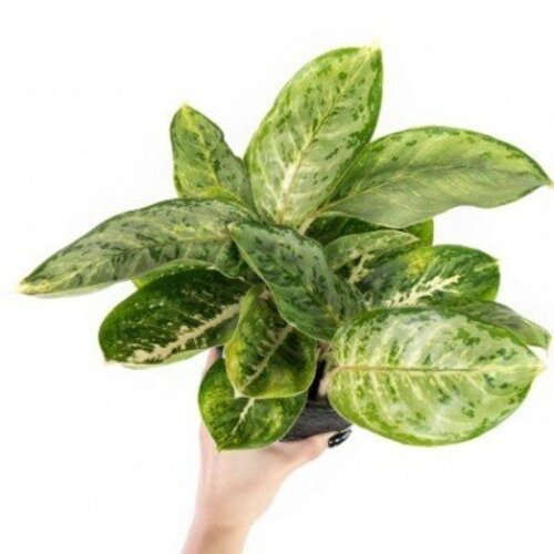 Aglaonema Milk Mint