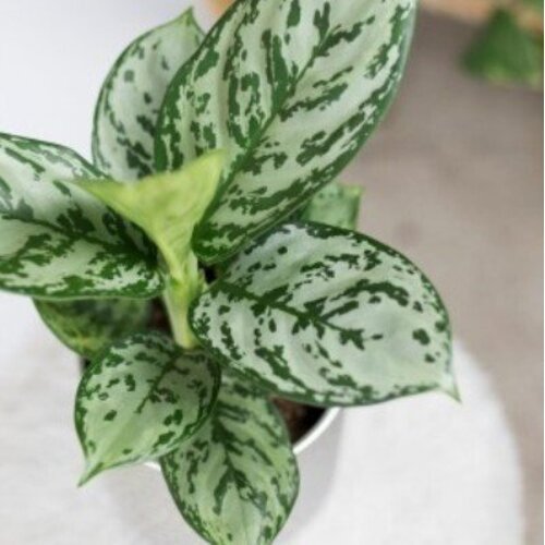 Aglaonema Prince