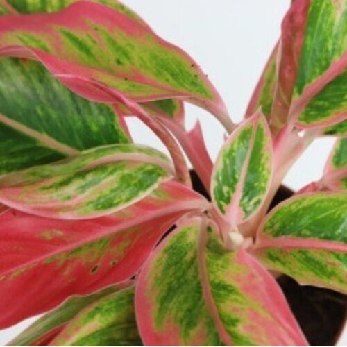 Aglaonema Red lipstic