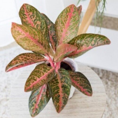 Aglaonema Sparking Planet