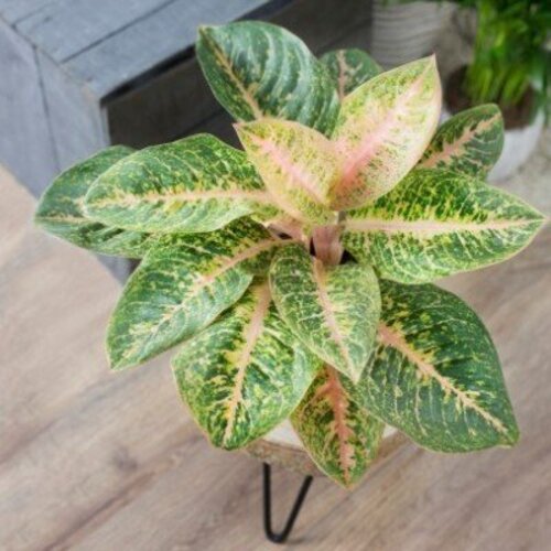 Aglaonema Stardust orange