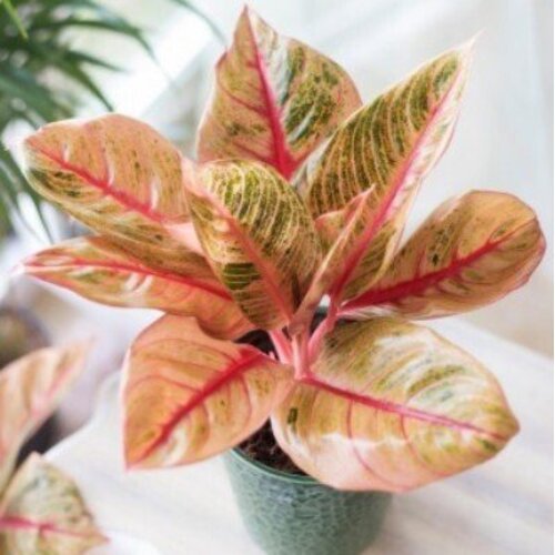 Aglaonema Veronica