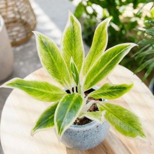 Aglaonema White Lipstick