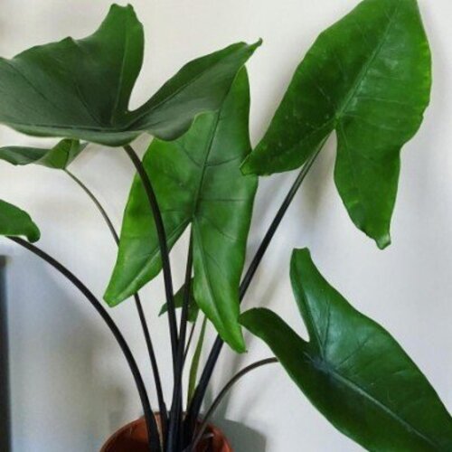 Alocasia Black Zebrina