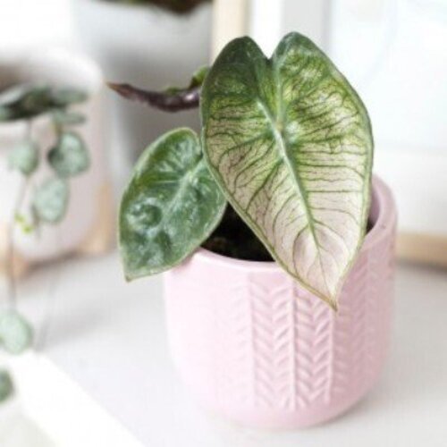 Alocasia Pink Dragon Variegata