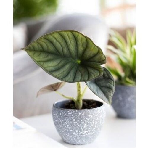 Alocasia Silver Nebula