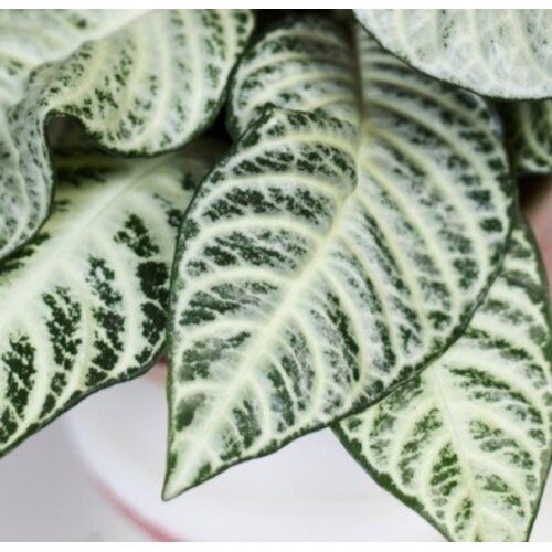 Aphelandra squarrosa White Wash