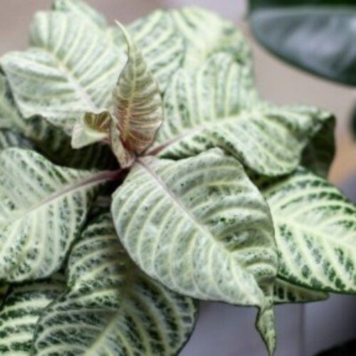 Aphelandra squarrosa White Wash