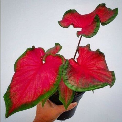 Caladium Cherry Tart