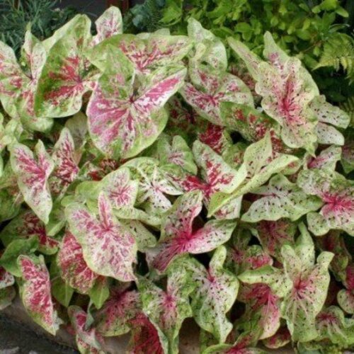 Caladium Miss Muffet