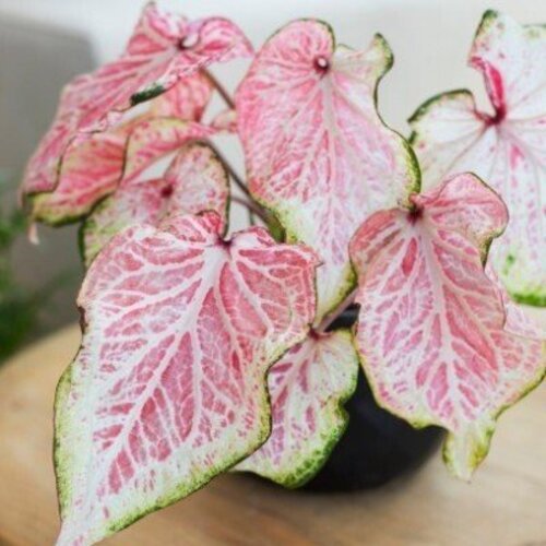 Caladium Peppermint