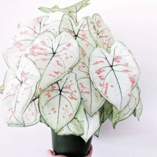 Caladium Strawberry Star