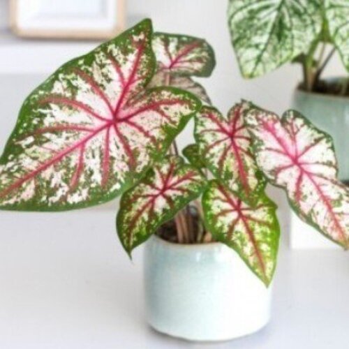 Caladium Tapestry