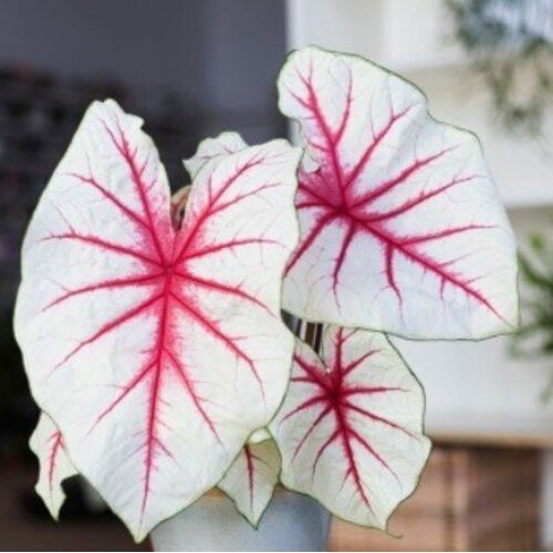 Caladium White Queen