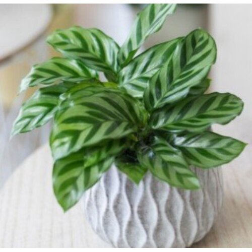 Calathea concinna Freddie