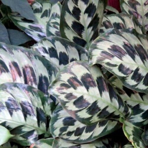 Calathea Helen Kennedy