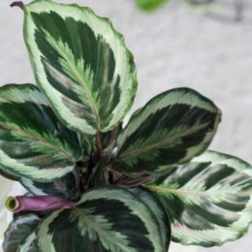 Calathea Marion