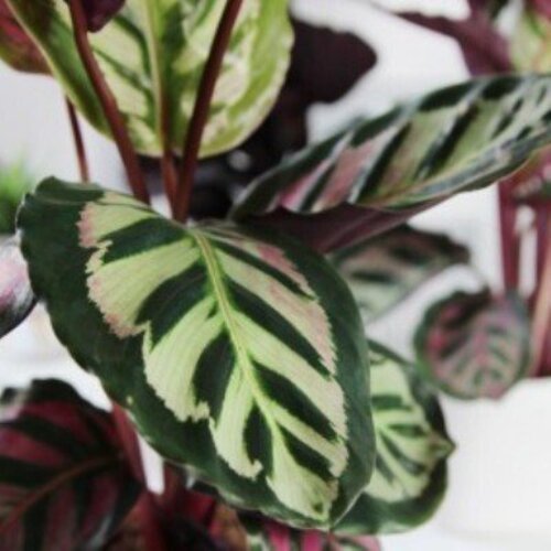 Calathea roseopicta Cora