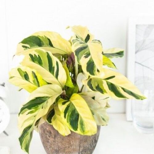 Calathea Yellow Fusion