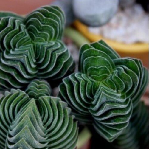 Crassula Buddha Temple