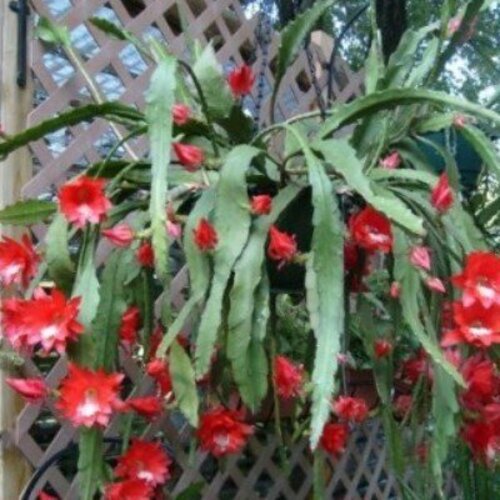 Epiphyllum ackermanii Red Tip