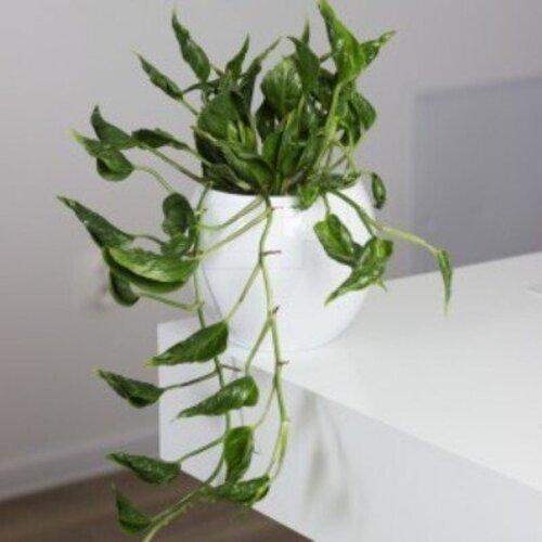 Epipremnum aureum Godzilla (Green Javelin)