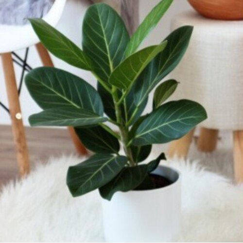 Ficus benghalensis Audrey