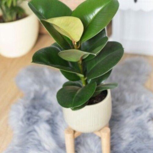 Ficus elastica Cloe