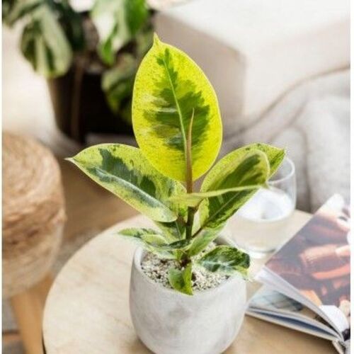 Ficus elastica Moonshine