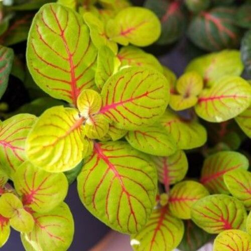 Fittonia Bubble Green