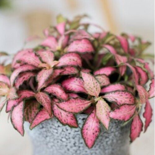 Fittonia Pink Special