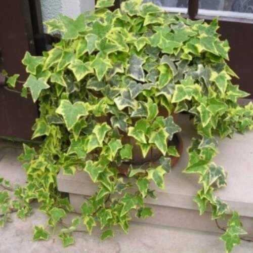 Hedera Helix Gold Child