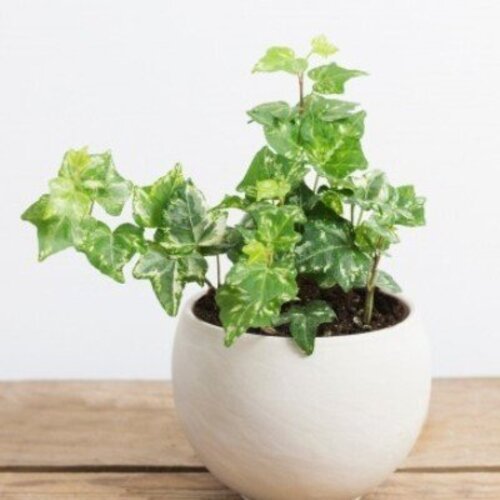 Hedera helix Mint Kolibri