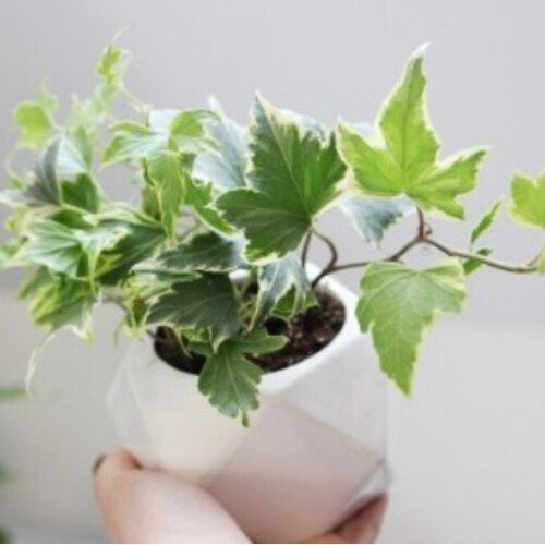 Hedera helix Yellow Ripple