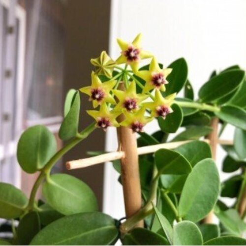 Hoya cumingiana