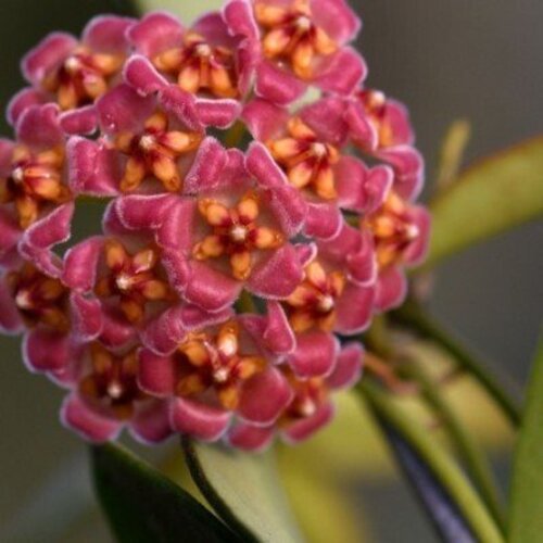 Hoya davidcummingii