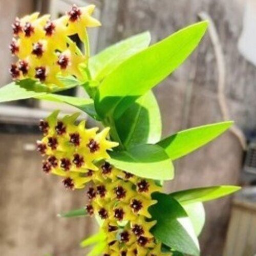 Hoya densifolia