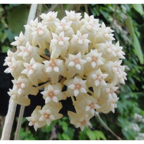 Hoya latifolia