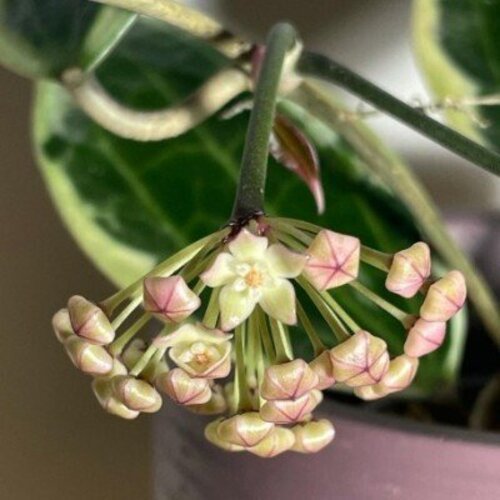 Hoya macrophylla Albomarginata