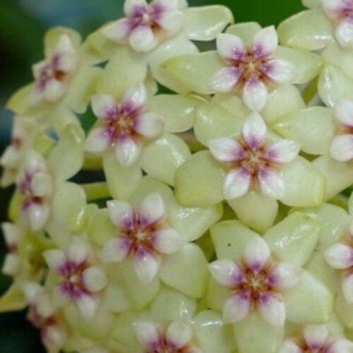 Hoya parasitica Black Margin