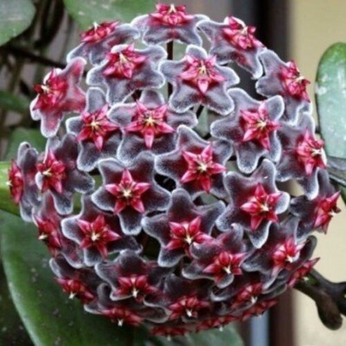 Hoya pubicalyx