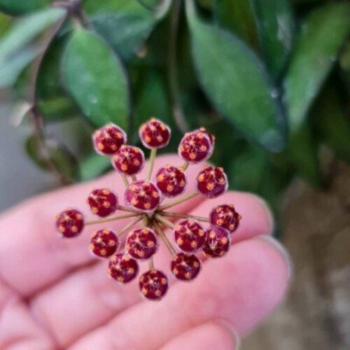 Hoya Rosita